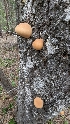  ( - HAY-F-001452)  @11 [ ] c (2023) Michelle C. Torres-Grant Fungal Diversity Survey