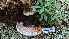  ( - HAY-F-001453)  @11 [ ] c (2023) Michelle C. Torres-Grant Fungal Diversity Survey