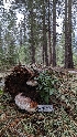  ( - HAY-F-001453)  @11 [ ] c (2023) Michelle C. Torres-Grant Fungal Diversity Survey
