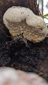  ( - HAY-F-001453)  @11 [ ] c (2023) Michelle C. Torres-Grant Fungal Diversity Survey