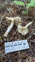  ( - HAY-F-001455)  @11 [ ] c (2023) Michelle C. Torres-Grant Fungal Diversity Survey