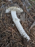  ( - HAY-F-001456)  @11 [ ] c (2023) Michelle C. Torres-Grant Fungal Diversity Survey