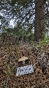  ( - HAY-F-001456)  @11 [ ] c (2023) Michelle C. Torres-Grant Fungal Diversity Survey