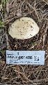  ( - HAY-F-001456)  @11 [ ] c (2023) Michelle C. Torres-Grant Fungal Diversity Survey