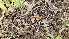  ( - HAY-F-002194)  @11 [ ] by-nc (2023) Thea Chesney Fungal Diversity Survey