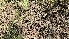  ( - HAY-F-002194)  @11 [ ] by-nc (2023) Thea Chesney Fungal Diversity Survey