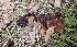  ( - HAY-F-002201)  @11 [ ] by-nc (2023) Thea Chesney Fungal Diversity Survey
