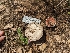  (Agaricus braendlei - HAY-F-004416)  @11 [ ] by-nc (2023) Stu Pickell Fungal Diversity Survey