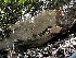  ( - HAY-F-005204)  @11 [ ] c (2023) Rudy Diaz Fungal Diversity Survey
