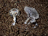  (Entoloma sp. CA18 - HAY-F-005030)  @11 [ ] by-nc (2023) Dean Lyons Fungal Diversity Survey