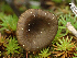  ( - HAY-F-005035)  @11 [ ] by-nc (2023) Dean Lyons Fungal Diversity Survey