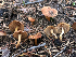  ( - HAY-F-005023)  @11 [ ] by-nc (2023) Dean Lyons Fungal Diversity Survey