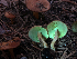  ( - HAY-F-005023)  @11 [ ] by-nc (2023) Dean Lyons Fungal Diversity Survey