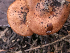  ( - HAY-F-005023)  @11 [ ] by-nc (2023) Dean Lyons Fungal Diversity Survey