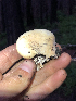  ( - HAY-F-005031)  @11 [ ] by-nc (2023) Dean Lyons Fungal Diversity Survey