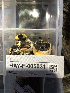  ( - HAY-F-005031)  @11 [ ] by-nc (2023) Dean Lyons Fungal Diversity Survey