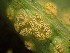  (Puccinia sp. CA06 - HAY-F-005036)  @11 [ ] by-nc (2023) Dean Lyons Fungal Diversity Survey