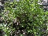  ( - HAY-F-005420)  @11 [ ] by-nc (2023) Damon Tighe Fungal Diversity Survey