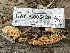  ( - HAY-F-005429)  @11 [ ] by-nc (2023) Damon Tighe Fungal Diversity Survey
