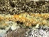  ( - HAY-F-005429)  @11 [ ] by-nc (2023) Damon Tighe Fungal Diversity Survey