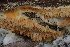  (Gyrodontium - HAY-F-005429)  @11 [ ] by-nc (2023) Damon Tighe Fungal Diversity Survey