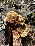  ( - HAY-F-005203)  @11 [ ] c (2023) Rudy Diaz Fungal Diversity Survey
