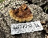  ( - HAY-F-005203)  @11 [ ] c (2023) Rudy Diaz Fungal Diversity Survey
