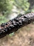  (Cryptovalsa - HAY-F-005200)  @11 [ ] c (2023) Rudy Diaz Fungal Diversity Survey