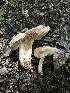  ( - HAY-F-005234)  @11 [ ] c (2023) Rudy Diaz Fungal Diversity Survey