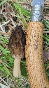  ( - HAY-F-001440)  @11 [ ] c (2023) Michelle C. Torres-Grant Fungal Diversity Survey