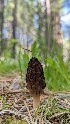  ( - HAY-F-001440)  @11 [ ] c (2023) Michelle C. Torres-Grant Fungal Diversity Survey