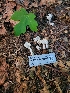  ( - HAY-F-000554)  @11 [ ] by-nc (2023) Harte Singer Fungal Diversity Survey