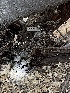  (Stereum fasciatum - HAY-F-004197)  @11 [ ] by-nc (2023) Jaren Hockert Fungal Diversity Survey