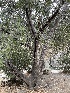  ( - HAY-F-004200)  @11 [ ] by-nc (2023) Jaren Hockert Fungal Diversity Survey