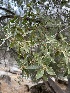  ( - HAY-F-004200)  @11 [ ] by-nc (2023) Jaren Hockert Fungal Diversity Survey