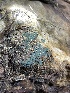  ( - HAY-F-004199)  @11 [ ] by-nc (2023) Jaren Hockert Fungal Diversity Survey