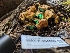  ( - HAY-F-004445)  @11 [ ] by-nc (2023) Stu Pickell Fungal Diversity Survey