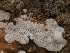 (Polyporales_incertae_sedis - HAY-F-004450)  @11 [ ] by-nc (2023) Stu Pickell Fungal Diversity Survey