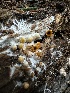  ( - HAY-F-004455)  @11 [ ] c (2023) Rudy Diaz Fungal Diversity Survey