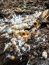  ( - HAY-F-004455)  @11 [ ] c (2023) Rudy Diaz Fungal Diversity Survey
