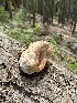  ( - HAY-F-004454)  @11 [ ] c (2023) Rudy Diaz Fungal Diversity Survey