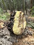  ( - HAY-F-004454)  @11 [ ] c (2023) Rudy Diaz Fungal Diversity Survey