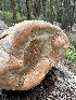  ( - HAY-F-004454)  @11 [ ] c (2023) Rudy Diaz Fungal Diversity Survey