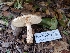  (Lepiota spheniscispora - HAY-F-000771)  @11 [ ] cc-by-nc (2023) Warren Cardimona FunDiS