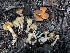  ( - HAY-F-005070)  @11 [ ] by-nc (2023) Dean Lyons Fungal Diversity Survey