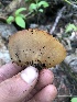  (Peziza sp. arvernensis-01 - HAY-F-004469)  @11 [ ] by-nc (2023) Dean Lyons Fungal Diversity Survey