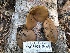  ( - HAY-F-004469)  @11 [ ] by-nc (2023) Dean Lyons Fungal Diversity Survey
