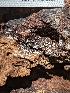  ( - HAY-F-004426)  @11 [ ] by-nc (2023) Stu Pickell Fungal Diversity Survey