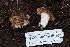  ( - HAY-F-004935)  @11 [ ] by-nc (2023) Warren Cardimona Fungal Diversity Survey