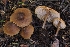  (Entoloma sp. CA24 - HAY-F-004907)  @11 [ ] by-nc (2023) Warren Cardimona Fungal Diversity Survey